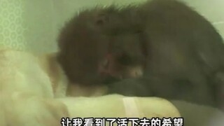 Ini adalah seekor anjing yang telah dilatih khusus, kehadiran mereka adalah untuk menyembuhkan pasie