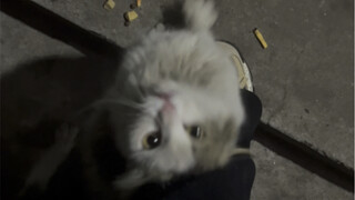 Another day of being covered in cat hair again