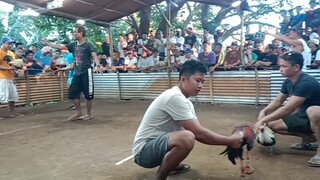 Melsim Grey ito yung partner ng super bulik naten nung pang champion sa bulik manok sabungan kalaban