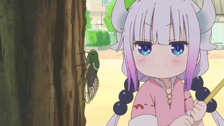 Kanna on the tip of the tongue