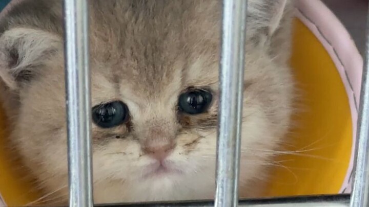 Tindak lanjut pemulihan kucing kecil dari demam kucing