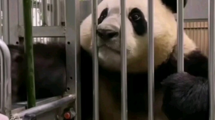 ฟู่เป่าที่น่ารักที่สุดในโลก!