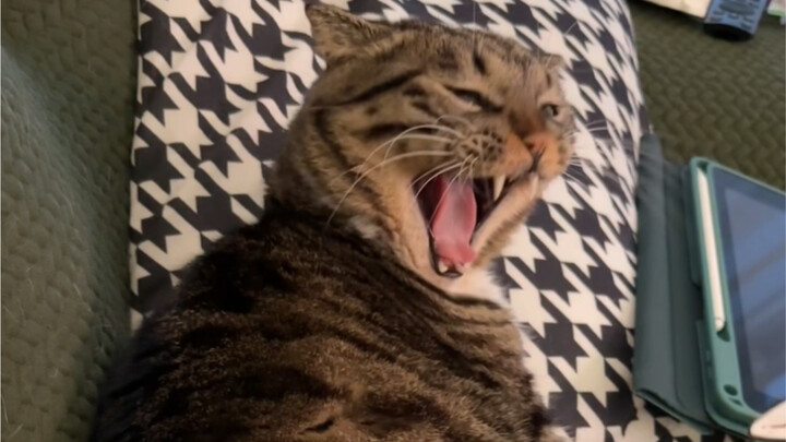 It is said that kittens like this are all mentally impaired.
