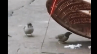 这里面有一种真爱的感觉