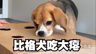 爱看比格犬吃瘪的有福了！