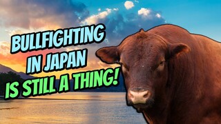 Bullfighting in Japan is still a thing! 🐮 | Tōgyū (闘牛)