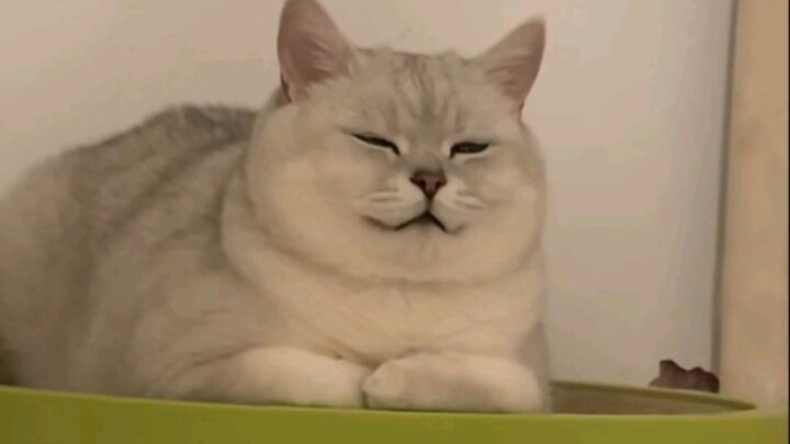 แมวเงินไล่เฉดสีจอมแสบ ยังนั่งยิ้มปลอมๆ อยู่ที่โต๊ะทำงานตอนตีสอง