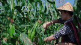 [Makanan]|Jagung Kecil Xishuangbanna