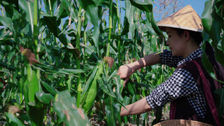 Banna Baby Corn: Available in Yunnan throughout the Year