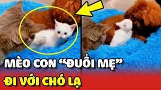 Mèo mẹ BẤT LỰC khi bị con XUA ĐUỔI để chạy về bên CHÓ LẠ 😂 | Yêu Lu