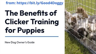 The Benefits of Clicker Training for Puppies - New Dog Owner’s Guide