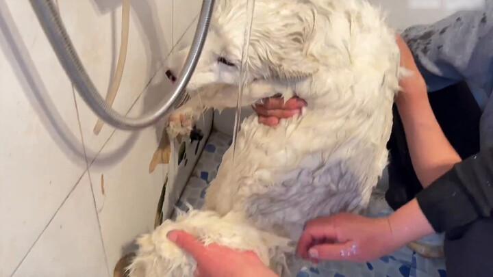 Giving a dirty 2-year-old fox a bath, is this considered a retraining?