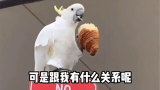 【动物配音】世界爆炸我吃饭