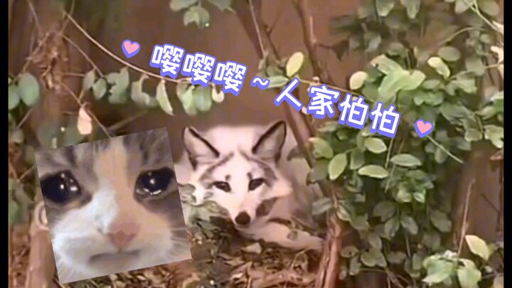 Mom! It’s a fox spirit! Mom!