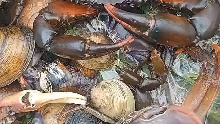 Catch seafood