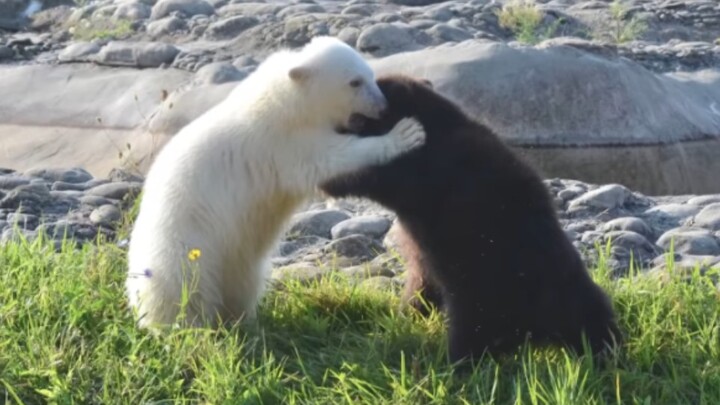 Gấu nâu nhỏ và gấu Bắc Cực nhỏ chơi đùa với nhau, chúng là những người bạn tốt nhất!