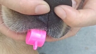 Dog: I hate having no sense of boundaries