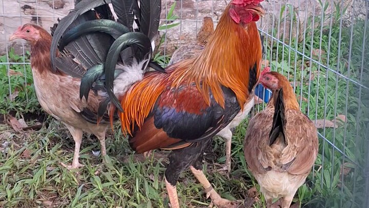 mating for 2026 stag derby