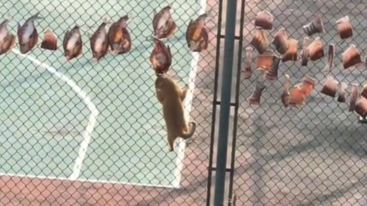 A Cat Sneaking a Snack