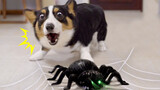 Corgi protects his master in front of a toy spider