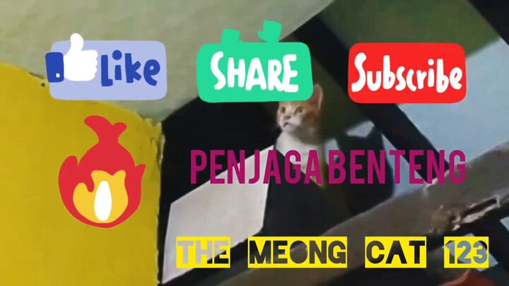 ASTAGAAAAA!!!!! kucing anggora penjaga benteng... Begini kelakuannya ternyata😱😱😱
