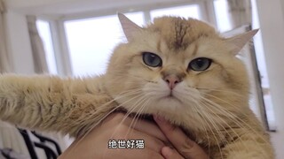 挺好的小猫咪就是经不住蛊惑！