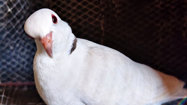 Usa pet pigeon