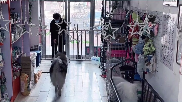 เจ้าของป่วยต้องให้เจ้าตูรักษาการร้าน พอมีลูกค้ามา เจ้าตูกก็หยิบของได้อย่างคล่องแคล่ว #เจ้าตูกลายเป็น