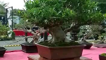 pameran bonsai tulungagung