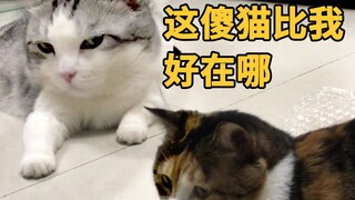 主人只喜欢家里的一只猫，其它猫会怎么样？