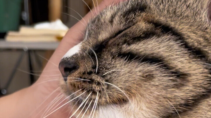 A broken kitten is telling its mother about its grievances of the day. It turns out that kittens wil