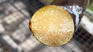Eat roasted sugarcane