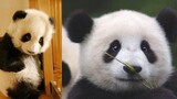 [Hewan]Panda Sepertiku Ini
