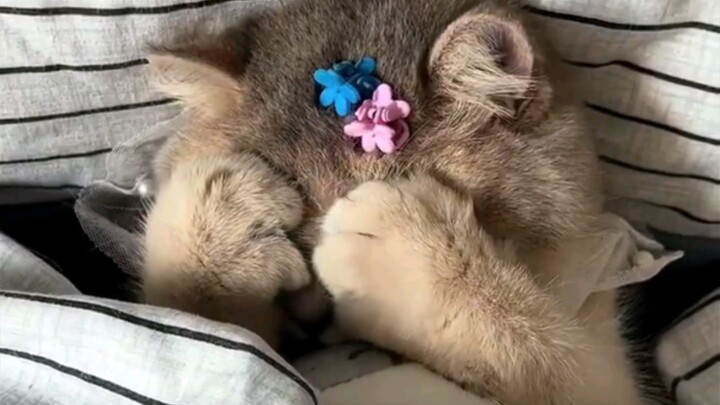 Who could bear to disturb a sleeping kitten?