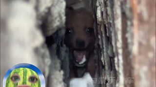 If I could, I wouldn't want to be a puppy in my next life.