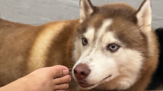Anjing Husky ini lapar, majikannya sengaja tidak memberinya makan, lihat bagaimana ia menggunakan ak