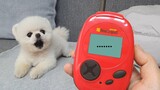 Peliharaan Lucu | Pakai Mesin Penerjemah Anjing pada Anjing Pomeranian