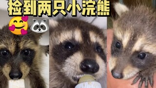 Nhặt được hai chú gấu mèo con～