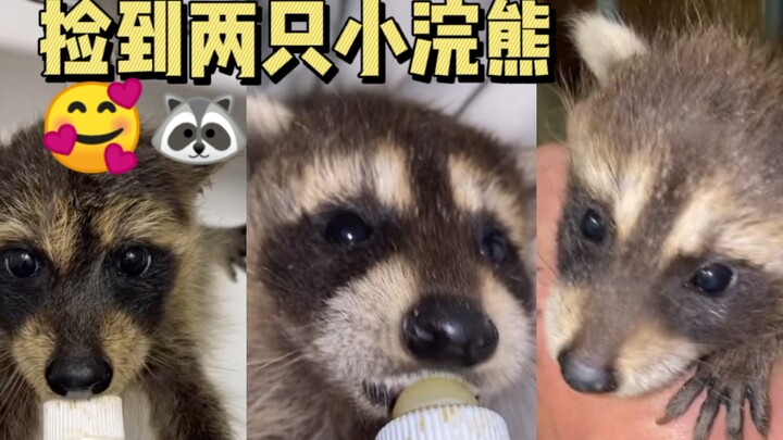 เก็บได้แรคคูนน้อยสองตัว~