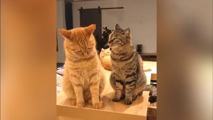 [Video mèo tổng hợp] Phiên dịch tiếng loài mèo