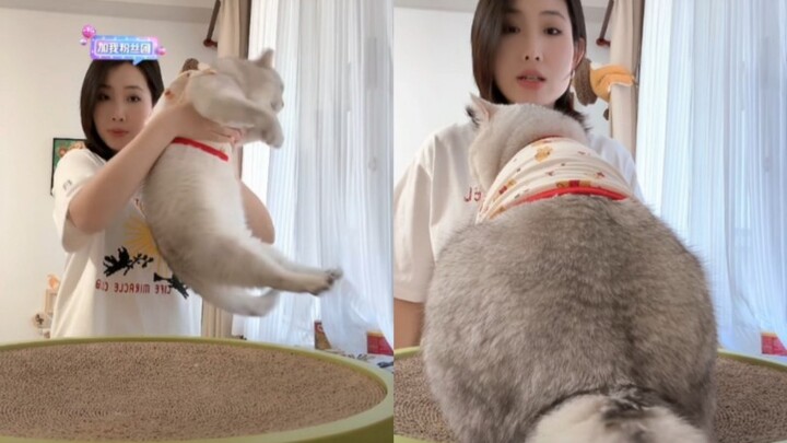 Mengapa tidak memberi Fen lebih banyak makan? Ibu Fen tidak berkata apa-apa, hanya terus memamerkan—