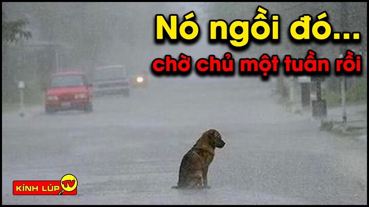 🔥 8 Chú Chó Trung Thành Nhất Thế Giới Khiến Hàng Triệu Người Rơi Nước Mắt | Kính Lúp TV