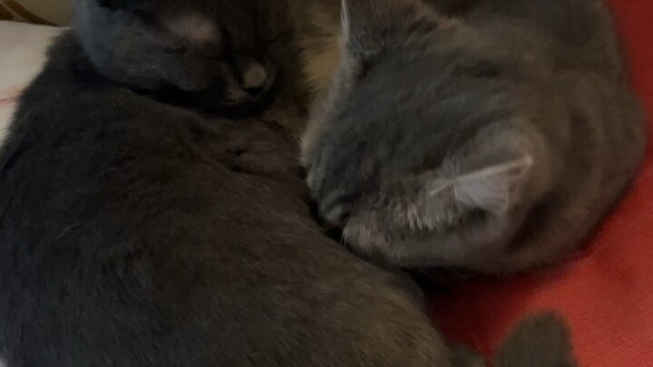 Two little pussycat