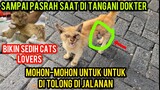 Allahu Akbar Kucing Liar Scabies Perutnya Bolong Minta Tolong Di Bawa Ke Klinik Untuk Di Obati.!