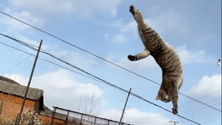 Kucing di rumah saya bisa melakukan salto ke belakang.