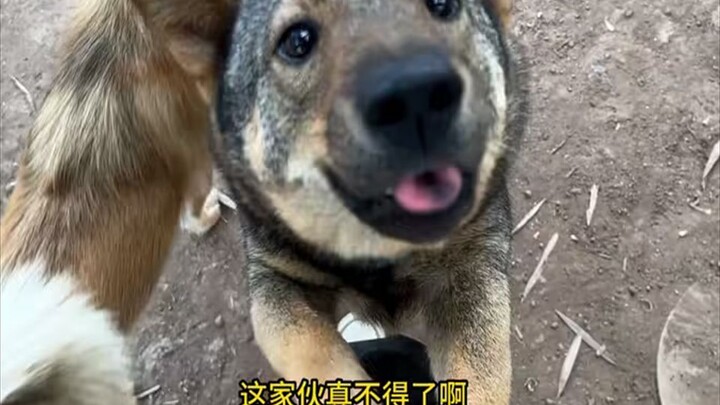 Thế giới không còn chó con thì vẫn quay sao? Chỉ là cố gồng thôi!!
