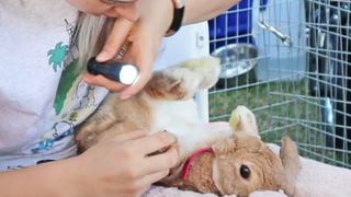 ปฏิบัติการ CUTE BUNNY!