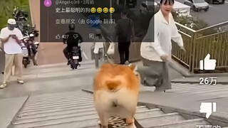 外网热议中国会滑板的狗回头率百分百，1900万人浏览，网友：史上最聪明的狗