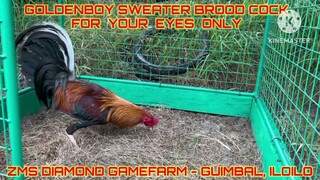 Goldenboy Sweater Brood Cock - for breeding purpose only of ZMS Diamond Gamefarm