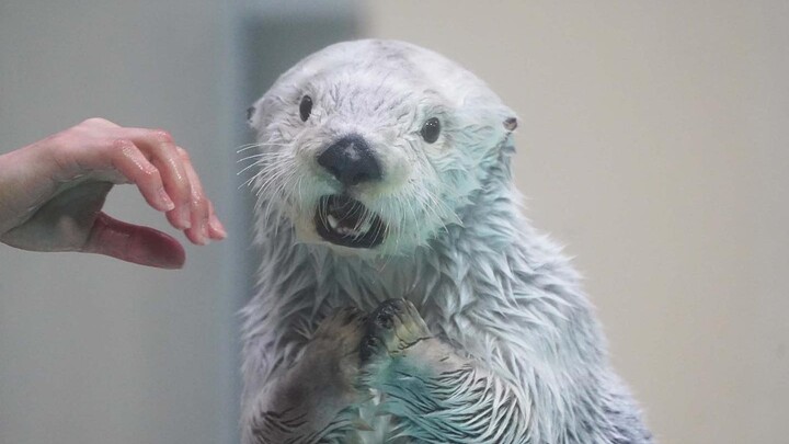 Nhanh cho ăn đi~~~(ﾉ)•♠️•(ヾ)